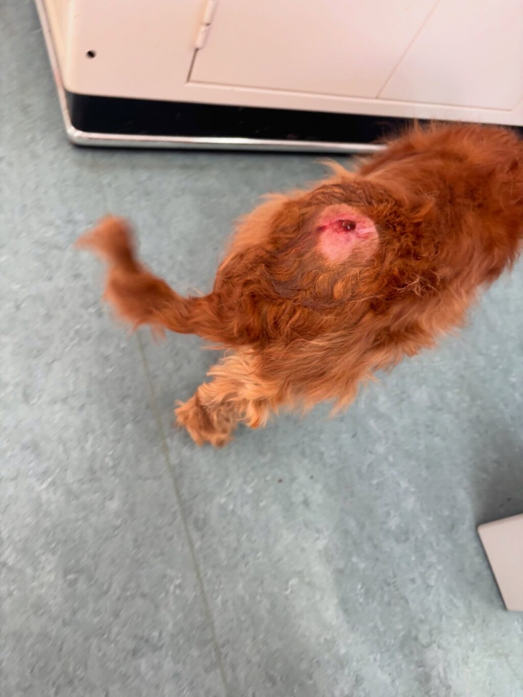 Instagram post from tierarzt_im_elgerhaus. This post is in position 1.