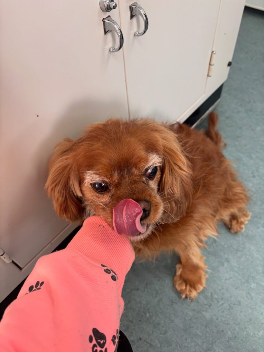 Instagram post from tierarzt_im_elgerhaus. This post is in position 2.