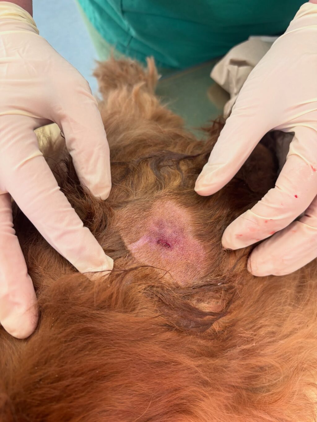 Instagram post from tierarzt_im_elgerhaus. This post is in position 1.