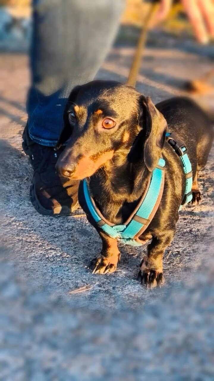 Instagram post from tierarzt_im_elgerhaus. This post is in position 1.